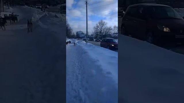 Бродячие собаки оккупировали улицы города.Беспредел.Брянск смотреть онлайн