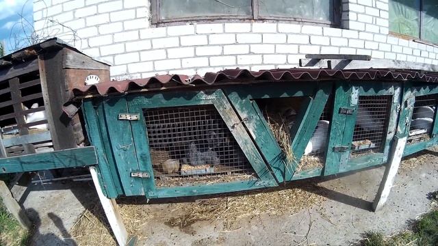 БИЗНЕС НА КРОЛИКАХ! ЛИЧНЫЙ ОПЫТ!!! смотреть онлайн