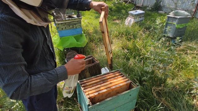 Пчелиные рои 2023 года. 12 Июня. Собираем ловушки и пересаживаем в ульи. смотреть онлайн