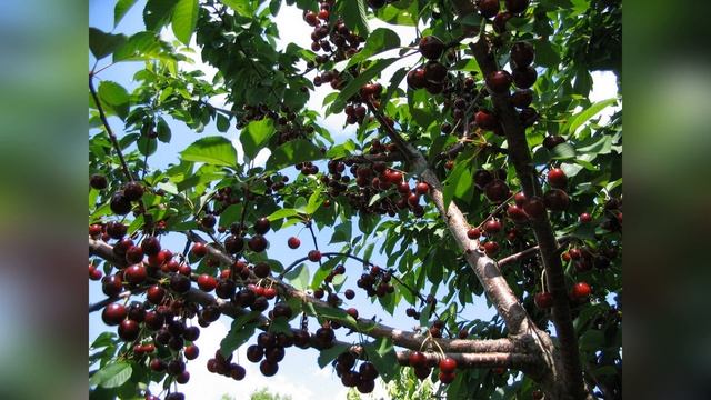 Дюк Ивановна