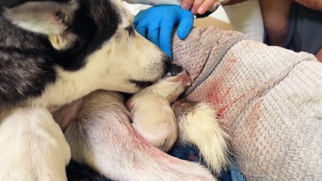 Helping My Pregnant Husky Give Birth to 9+ Puppies! смотреть онлайн
