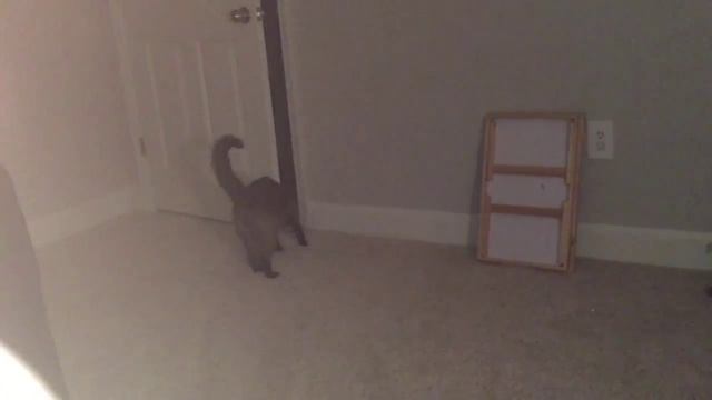 Нужно то, что принадлежит хозяйке =^..^= СИАМСКИЕ КОШКИ смотреть онлайн