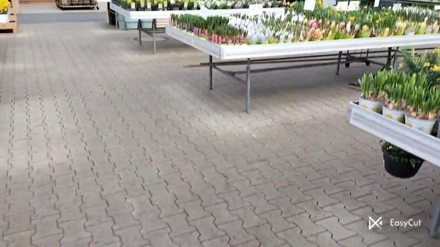 Садовий центр Гютерсло. ч.1#українськийконтент#огляд#першоцвіти#цибулькові#easycut смотреть онлайн