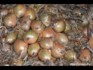 Сузан В. Г.  Технология хранения лука