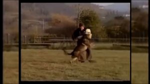 Американский питбультерьер. Энциклопедия пород собак.#собаки #питбуль #dog #pitbull #nature #dogs