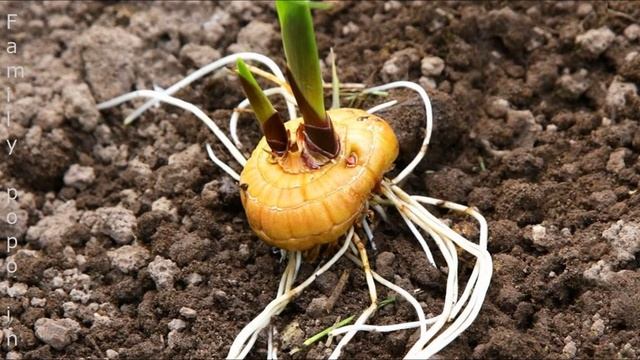 Посадка Гладиолусов Весной в Открытый Грунт Секрет Пышного Цветения Как Правильно Сажать Гладиолусы