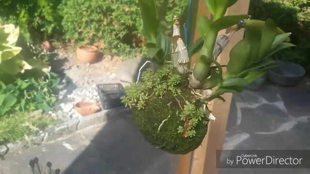 ОРХИДЕЯ ДЕНДРОБИУМ РАЗМНОЖЕНИЕ смотреть онлайн