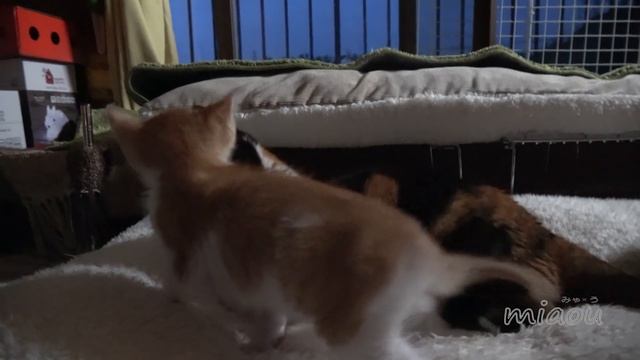 子猫まや、猫部屋生活9日目【瀬戸のまや日記】 Cute kitten Maya's 9th day at the cats room. смотреть онлайн