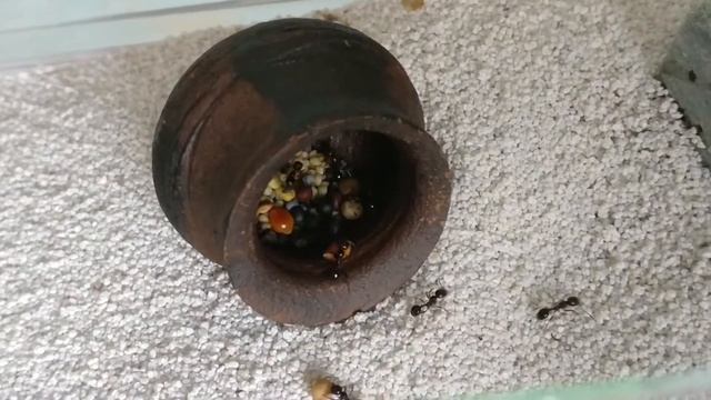 Большая Колония + Муравей солдат + в конце бонус смотреть онлайн