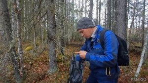 уснея бородатая