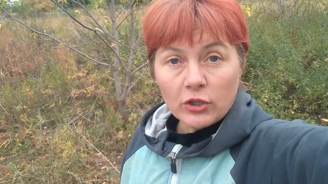 Как работает налоговая с льготниками Собрала урожай Томаты и перец смотреть онлайн