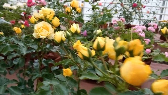 Фестиваль волшебных сортов роз.Аптекарский огород смотреть онлайн