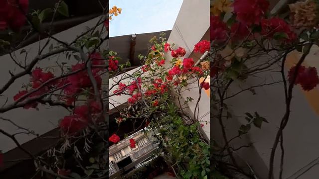 #my beautiful pink bougainvillea # смотреть онлайн