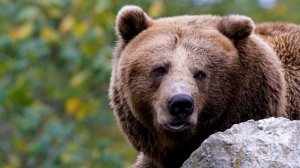 Бурый медведь в дикой природе