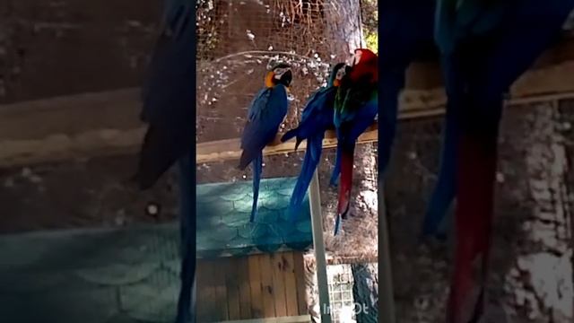 Эти разные попугаи. Зоопарк в Анталии. Турция. смотреть онлайн