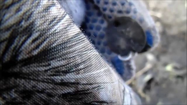 старые крестики, монеты ,кольца. смотреть онлайн