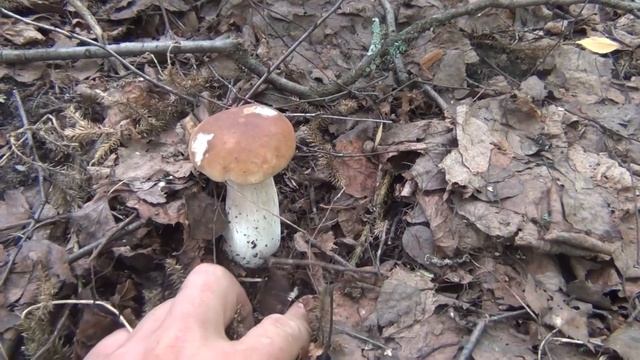 Тихая охота удалась,грибочки ждут в лесочке. смотреть онлайн