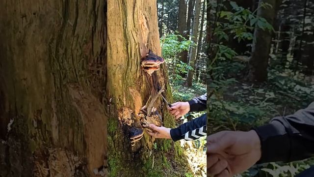 Трутовик окаймлённый смотреть онлайн