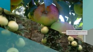 Яблоня Малюха - обзор сорта