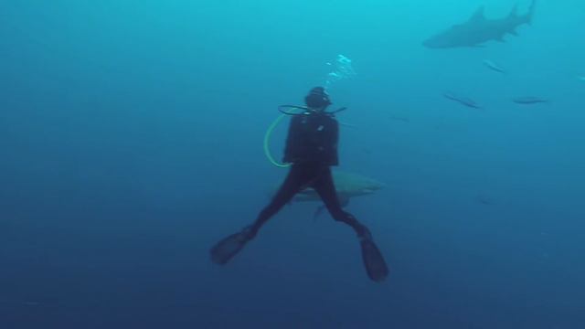 Jupiter Dive with Calypso смотреть онлайн