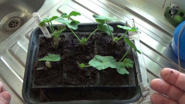 Geranium cuttings progress (3 weeks) смотреть онлайн