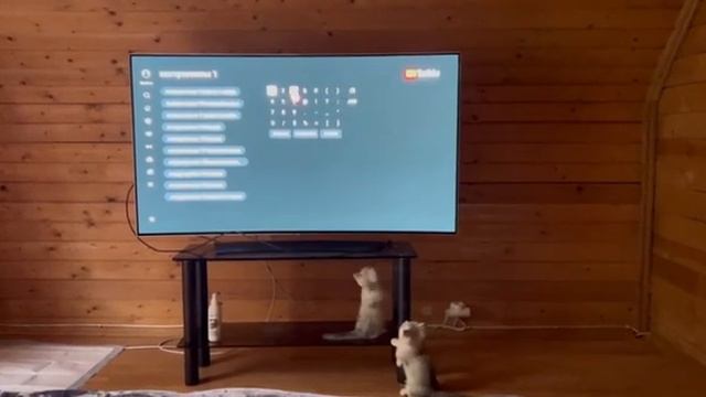 let's look TV together ❤️ #Манчкин #котенок,#Munchkin kitty,girl. available #котята #cats #kittens смотреть онлайн