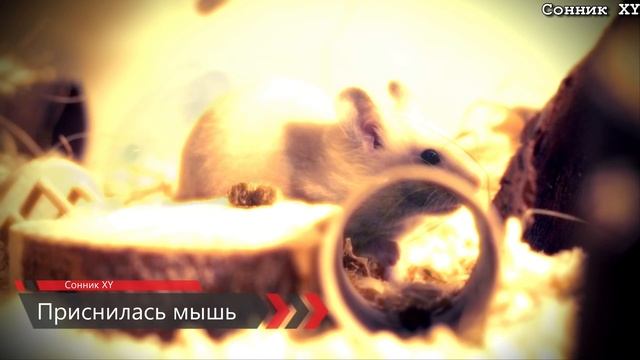 Приснилась мышь смотреть онлайн