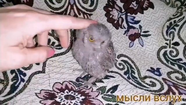 Севка Ад озабоченный человек.Им не позорно рядом с настоящими мужиками?Андрей - Best Of The Best.