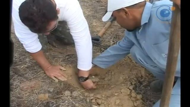 Discocactus bahiensis, cacto ameaçado de extinção смотреть онлайн