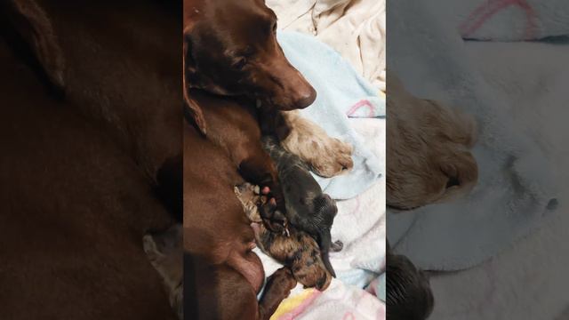 Momma Bella Cleaning her Babies смотреть онлайн