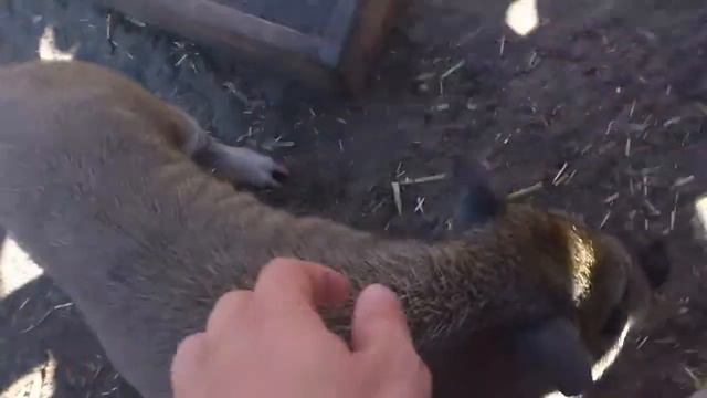 Мини пиги смотреть онлайн