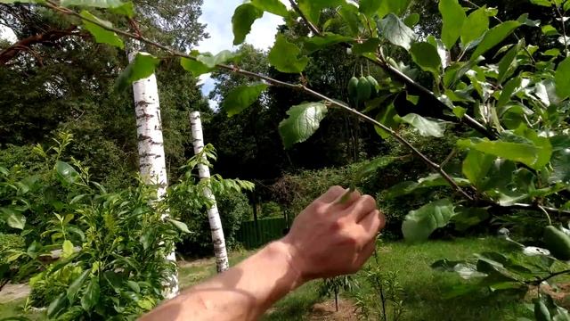 СРОЧНО! Сделайте это со сливой летом! ПРАВИЛА летней обрезки сливы. Трёхлетка смотреть онлайн