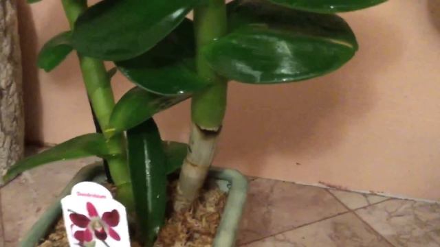Orquideas Dendrobium phalaenopsis y sus cuidados смотреть онлайн