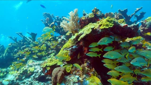 11HOURS Great Ocean Moment - Coral Reefs & Colorful Sea Life - Sleep Relaxing Meditation Music