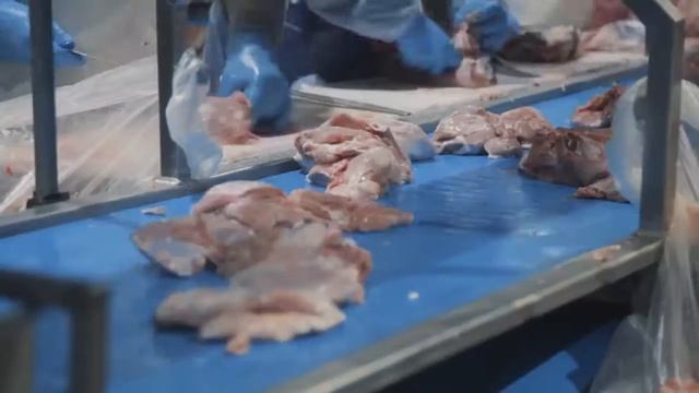 Как производят мясо индейки Индолина смотреть онлайн