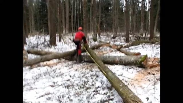 Felling of dead trees chainsaw Husqvarna 562 XP смотреть онлайн