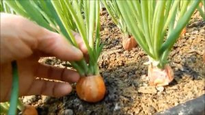Выгонка лука пера на зелень из сорта ШАЛОТ!