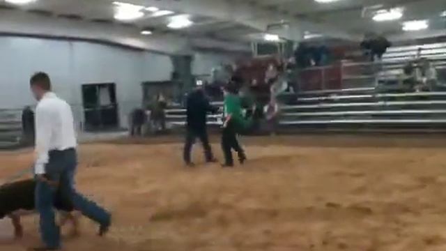 Dustin's first hog show смотреть онлайн