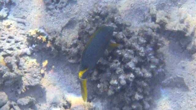 Звёздчатые сиганы 2019 4K - часть 1 смотреть онлайн