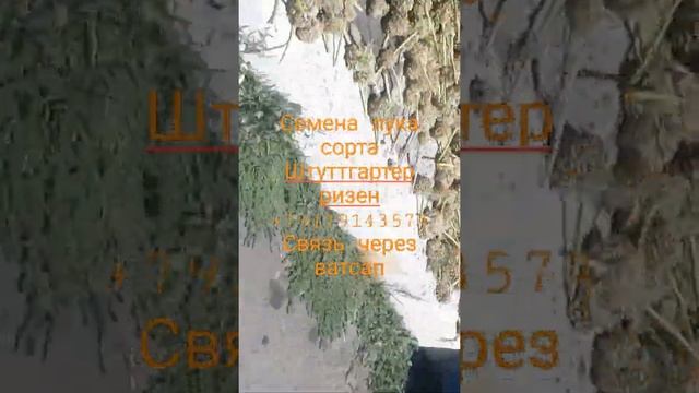 Семена лука урожай 2022год сорт Штуттгартер ризен смотреть онлайн