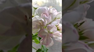 Лучшие сортовые пеларгонии. Тюльпановидная пеларгония Marbacka Tulpan . Достоинства и недостатки.