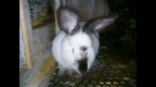 Калифорнийская порода кроликов. Крольчата в гнезде. смотреть онлайн