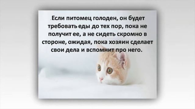 #Чему стоит поучиться у кошки! смотреть онлайн