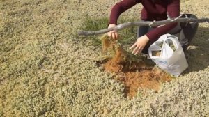 Мох сфагнум: Где найти ЧИСТЫЙ СФАГНУМ и как собирать. Экспедиция в болото за идеальным субстратом!