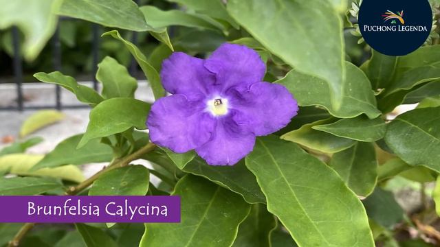 Colours of Spring @ Puchong Legenda смотреть онлайн