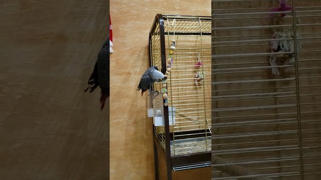 Видео #2. Любимые игрушки попугая Кеши.