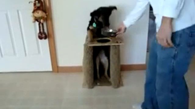 Стол для собаки