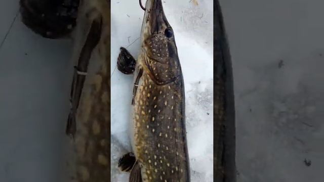 Крупная щука , рыбалка на Селигере. смотреть онлайн