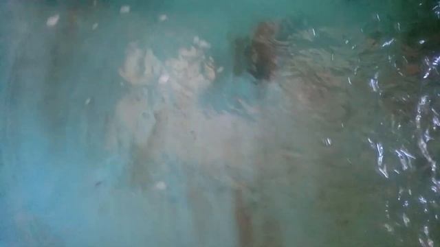 “Огромная” стерлядь