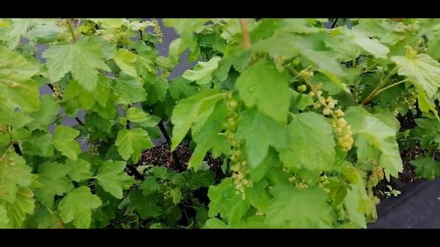 ☝☝ГАЛЛОВАЯ ТЛЯ НА КРАСНОЙ СМОРОДИНЕ. КАК ПОБЕДИТЬ смотреть онлайн